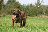 FILA BRASILEIRO 062